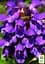 Прунелла великоквіткова "Pagoda Violet" (Чорноголівка морозостійка) (189553) 1 саженец - мініатюра 2