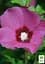 Гибискус сирийский 2-х летний "Flower Tower Ruby" С1,5 высота 30-40 см (189909) 1 саженец - миниатюра 2