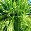 Саджанець Agro-Market Нефролепіс Green Lady (папороть кімнатна) (94706) 1 шт. в упаковці (кімнатний) - мініатюра 1