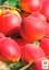Саженец Agro-Market Абрикос Эрли Блаш (летний сорт, раннеспелый срок созревания) 1 шт. в упаковке (35459) - миниатюра 2