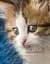 Альбом UFO PP-46200 Cat photo 10x15x200см (PP-46200 Cat photo) - мініатюра 1