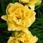 Лілійник "Yellow Bouquet" (101785) 1 шт - мініатюра 1