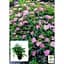 Саженец Agro-Market Спирея японская 2-х летняя Little Princess вазон С2 высота 20-40 см (93723) 1 шт. в упаковке - миниатюра 2