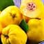 Саджанець Agro-Market Айва ніжно-жовта Мудра (Wise) (преміальний, морозостійкий сорт) (47384) 1 шт. в упаковці - мініатюра 1