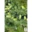 Саджанець Agro-Market Кедр Атласький (Cedrus atlantica) С1,2 висота 20-30 см (120428) - мініатюра 2
