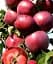 Саженец Agro-Market Яблоня колоновидная красномясая Redmin (декоративный сорт, высокие вкусовые качества плодов, средний срок созревания) 1 шт. в упаковке (61972) - миниатюра 1