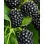 Саженец Agro-Market Ежевика Victoria (высокоурожайный, очень сладкий сорт, ранний срок созревания) 1 саженец (181512) - миниатюра 1