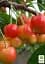 Саженец Agro-Market Черешня розовая Аэлита (летний сорт, среднепоздний срок созревания) 1 шт. в упаковке (35976) - миниатюра 3