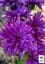 Саженец Agro-Market Астра ново-бельгийская Henry I Purple (С1,5 высота 20-30см) (105531) - миниатюра 3