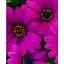 Саженец Agro-Market Остеоспермум Sunny Mary (контейнер №10 высота 10-20 см) (47979) 1 шт. в упаковке - миниатюра 1