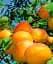 Саженец Agro-Market Абрикос Память Гродзинского (летний сорт, поздний срок созревания) 1 шт. в упаковке (178187) - миниатюра 1