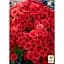 Саженец Agro-Market Хризантема мультифлора шаровидная Diva Rouge (176487) 1 шт. в упаковке - миниатюра 2
