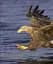 Wildlife of Britain and Ireland - мініатюра 9