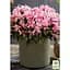 Саженец Agro-Market Азалия Японская Герой паук (Azalea japonica Hero Spider) (181748) 1 шт. в упаковке Нидерланды - миниатюра 2