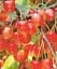 Саженец Agro-Market Черешня розовая Легенда Млиева (крупноплодный сорт, поздний срок созревания) 1 шт. в упаковке (177325) - миниатюра 1