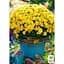 Саженец Agro-Market Хризантема мультифлора шаровидная Staviski Yellow (101625) 1 шт. в упаковке - миниатюра 2