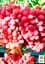 Саженец Agro-Market Виноград Красный палец (кишмиш, ранне-средний срок созревания) 1 шт. в упаковке (20042) - миниатюра 2