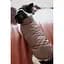Жилет Pet Fashion Hardy для собак розмір L - мініатюра 5