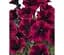 Саженец Agro-Market Петуния ампельная Sweetunia Suzie Storm (контейнер №10 высота 10-15 см) (49145) 1 шт. в упаковке - миниатюра 1