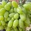 Саджанець Agro-Market Виноград Біла Леді (велика, солодка, соковита ягода) 1 шт. в пакуванні (101957) - мініатюра 1