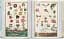 J. C. Volkamer. Book of Citrus Fruits. 45th Edition - миниатюра 10