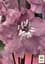 Саженец Agro-Market Дельфиниум гибридный Cherry Blossom White Bee (182206) - миниатюра 3