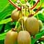Саджанець Agro-Market Актинідія аргута Баєрн-Ківі (міні-ківі, морозостійкий сорт) 3-х річна вазон С4 висота 85-110 см 1 саджанець (179811) - мініатюра 1