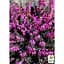 Саженец Agro-Market Эрика травянистая Крамерс Роут (Kramer's Rote) P11 (44441) 1 шт. в упаковке - миниатюра 3