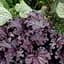 Саджанець Agro-Market Гейхера (Heuchera) Forever Midnight (181404) - мініатюра 1