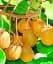 Саженец Agro-Market Киви самоопыляющийся Генрих 1 шт. в упаковке (47129) - миниатюра 1