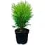 Саджанець Agro-Market Туя 3-х річна західна Woodwardii C5 висота 40-60 см 1 шт. в упаковці (62769) - мініатюра 1
