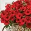Петуния Alpetunia "Velvet Red" (контейнер №10 высота 10-15см) (190183) 1 саженец - миниатюра 1