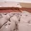 Наволочка MirSon Ranforce Elite 17-4832 Eleanor 50х70 см бежево-коричнева (2200009392214) - мініатюра 1