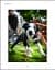 What's My Dog Thinking? Understand Your Dog to Give Them a Happy Life - мініатюра 4