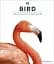Bird - мініатюра 1