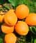 Саженец Agro-Market Абрикос Хардгранд (летний сорт, поздний срок созревания) 1 шт. в упаковке (35458) - миниатюра 1