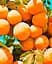 Саджанець Agro-Market Слива Суперіор (літній сорт, середній термін дозрівання) (40010) 1 шт. в упаковці - мініатюра 2
