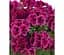 Саженец Agro-Market Королевская Пеларгония Candy Flowers Violet (контейнер №10 высота 10-20 см) (177143) 1 шт. - миниатюра 1