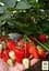 Саженец Agro-Market Клубника садовая ремонтантная Murano укорененная в контейнере 1 шт. в упаковке (182796) - миниатюра 2