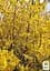 Саженец Agro-Market Форзиция европейская Lynwood Gold (44204) - миниатюра 2