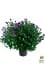 Саженец Agro-Market Астра ново-бельгийская Henry I Purple (С1,5 высота 20-30см) (105531) - миниатюра 2