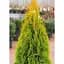 Саженец Agro-Market Туя западная Golden Smaragd (ком/сетка) высота 110-120 см 1 шт. в упаковке (176425) - миниатюра 3