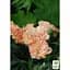 Саженец Agro-Market Гвоздика Махрова Dinamic Apricot (контейнер №10 высота 10 см) (49329) 1 шт. в упаковке - миниатюра 2