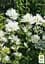 Колокольчик скученный "Bellefleur White" (морозостойкий, обильно цветущий многолетник) (189577) 1 шт - миниатюра 2