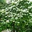 Катальпа китайская овальнолистная (Catalpa ovata), Р9 (189163) 1 саженец в упаковке - миниатюра 1