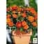 Роза мелкоцветковая (спрей) Agro-Market лососевая Летняя пора Summer season саженец класса АА+ премиальный великолепно ароматный сорт 1 шт. в упаковке (45968) - миниатюра 2