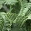 Штучна гілка Engard Persian fern 65 cм (AV-01) - мініатюра 5