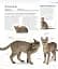 The Cat Encyclopedia - мініатюра 7