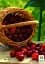 Саджанець Agro-Market Черешня колоновидна Сільвія Ексклюзив 1 шт. в упаковці (24228) - мініатюра 3
