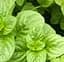 Саджанець Agro-Market М'ята Апельсинова Granada (контейнер Р9) (48502) (Корневище) 1 шт. в упаковці - мініатюра 1